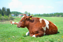 AI for veterinarians and agriculture